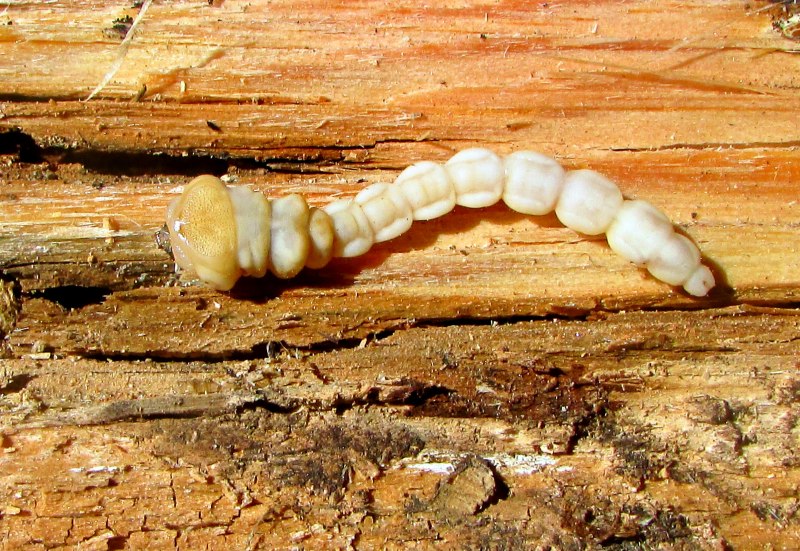 Monochamus galloprovincialis