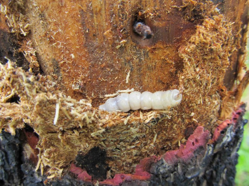 Rhagium Inquisitor личинка
