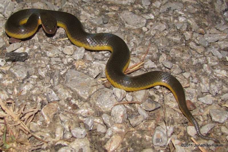Желтобрюхий полоз (Dolichophis caspius)