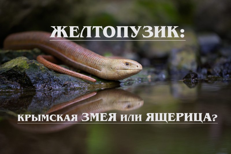 Змея ящерица желтобрюх