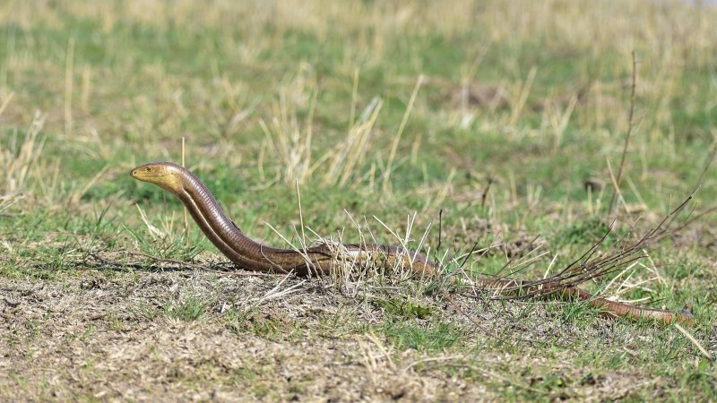 Ophisaurus apodus