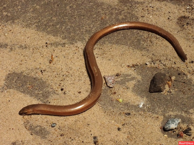 Желтобрюхий полоз (Dolichophis caspius)