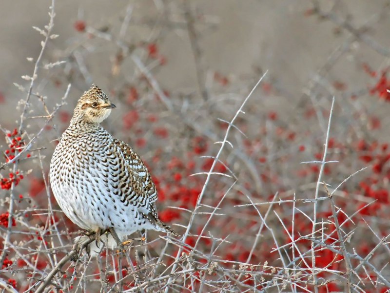 Серая куропатка (Perdix Perdix)