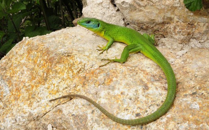 Ящерица Lacerta Agilis
