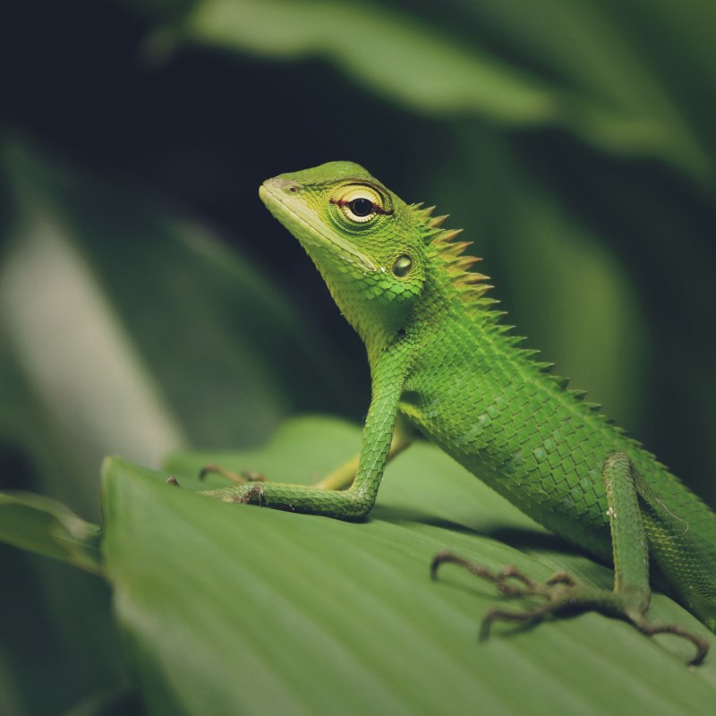 Полосатая ящерица Lacerta strigata
