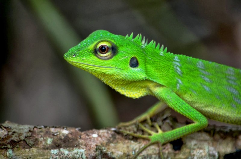 Anolis Lizards