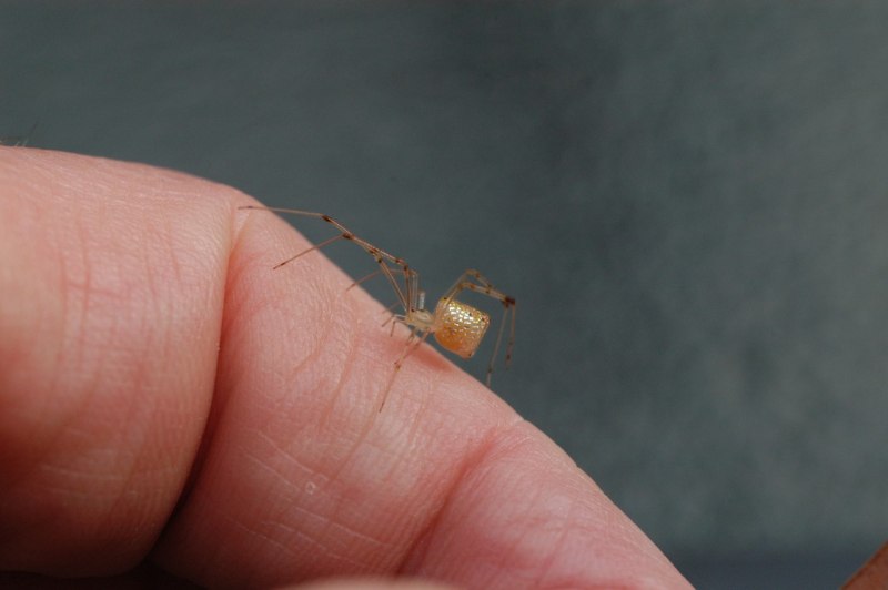 Thwaitesia argentiopunctata