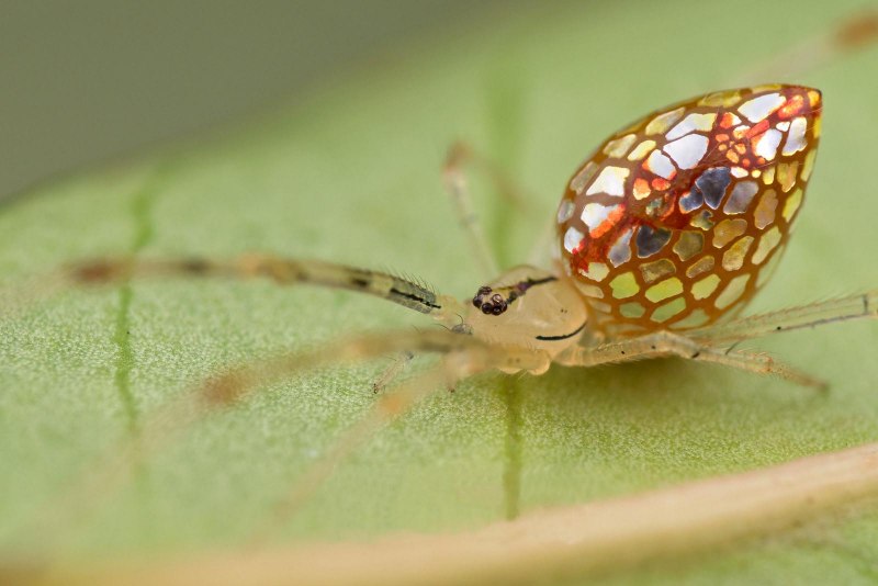 Thwaitesia argentiopunctata