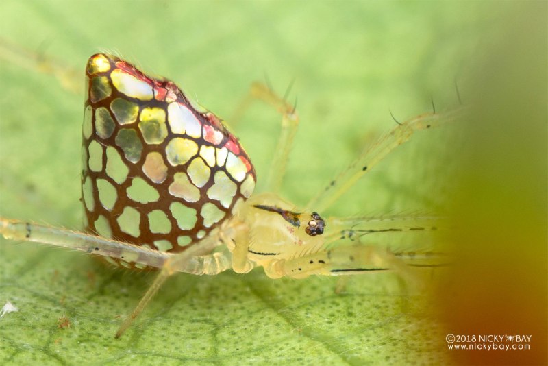 Зеркальный паук (Thwaitesia argentiopunctata)