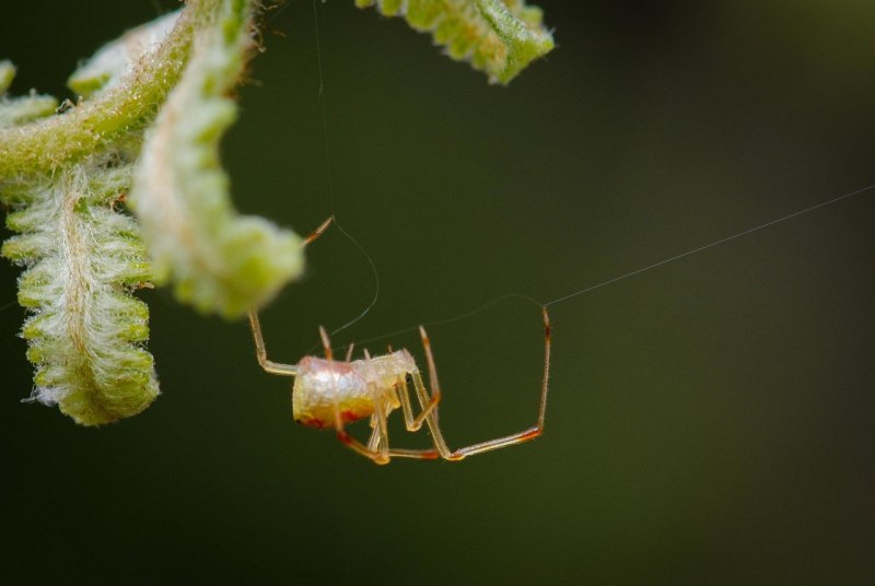 Блестящий паук (Thwaitesia argentiopunctata)