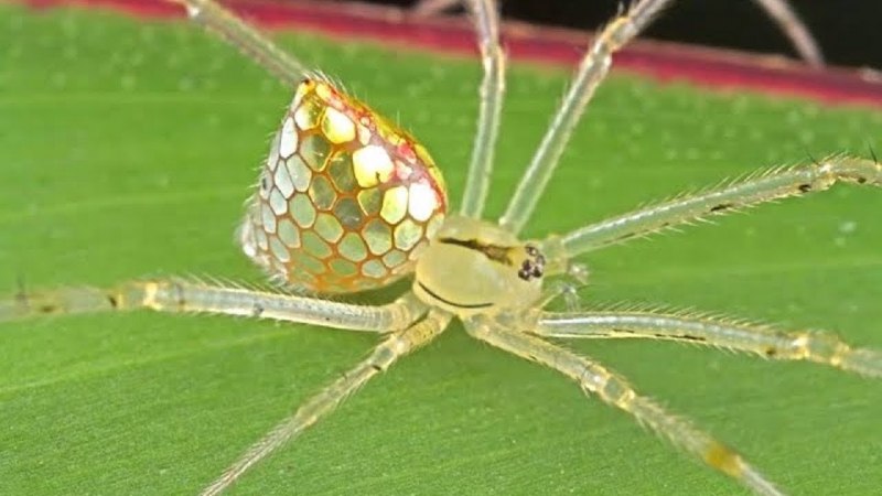 Thwaitesia argentiopunctata