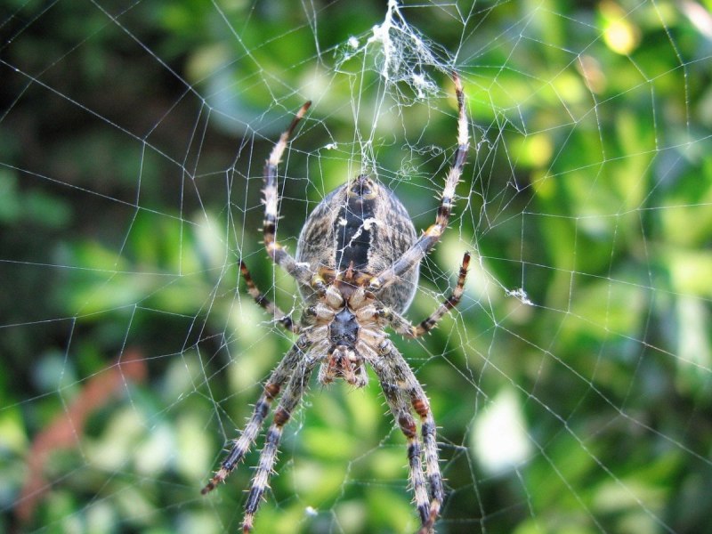 Cellar Spider