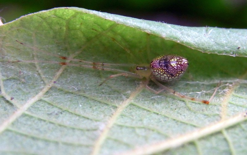 Thwaitesia argentiopunctata