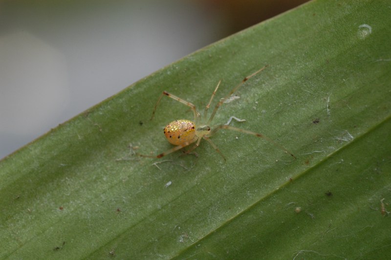 Araneus diadematus строение