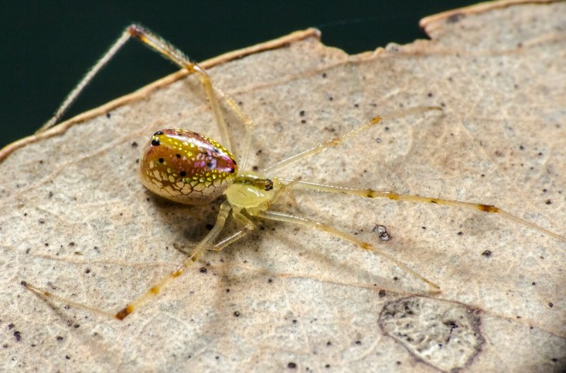 Зеркальный паук (Thwaitesia argentiopunctata)