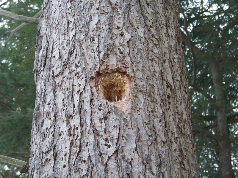 Obrium cantharinum