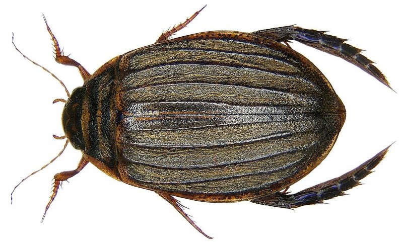 Acilius sulcatus