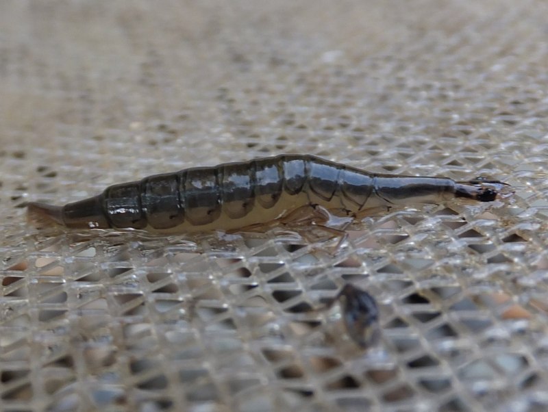 Полоскун (Acilius sulcatus