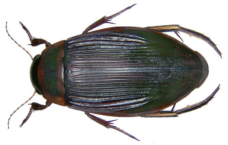 Полоскун бороздчатый Acilius sulcatus