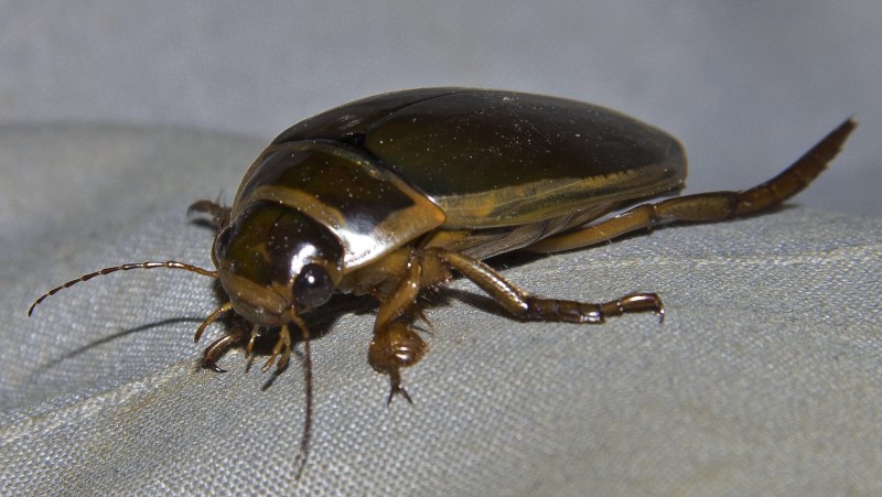 Полоскун (Acilius sulcatus