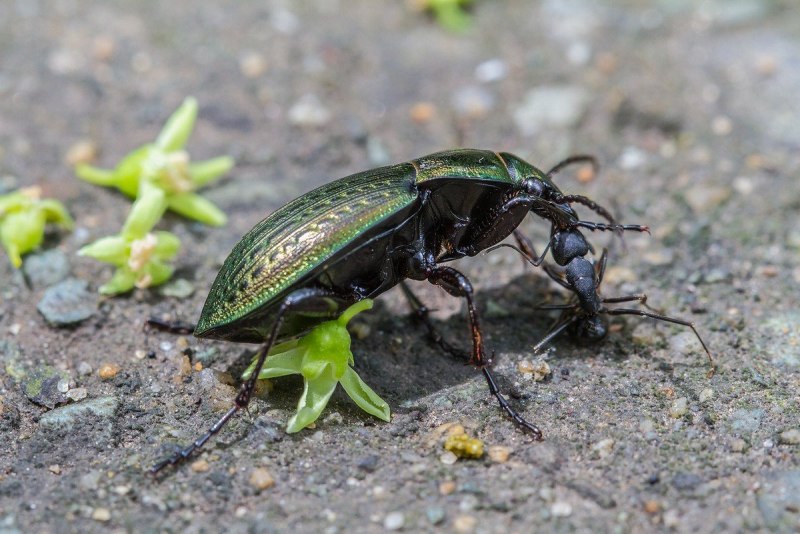 Dytiscus circumcinctus