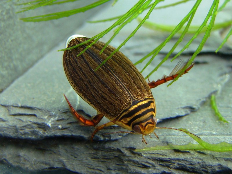 Полоскун (Acilius sulcatus