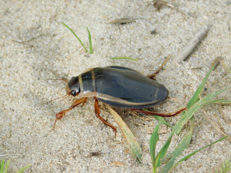 Acilius sulcatus личинка