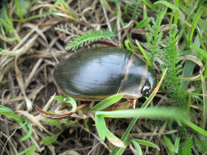 Agabus conspersus