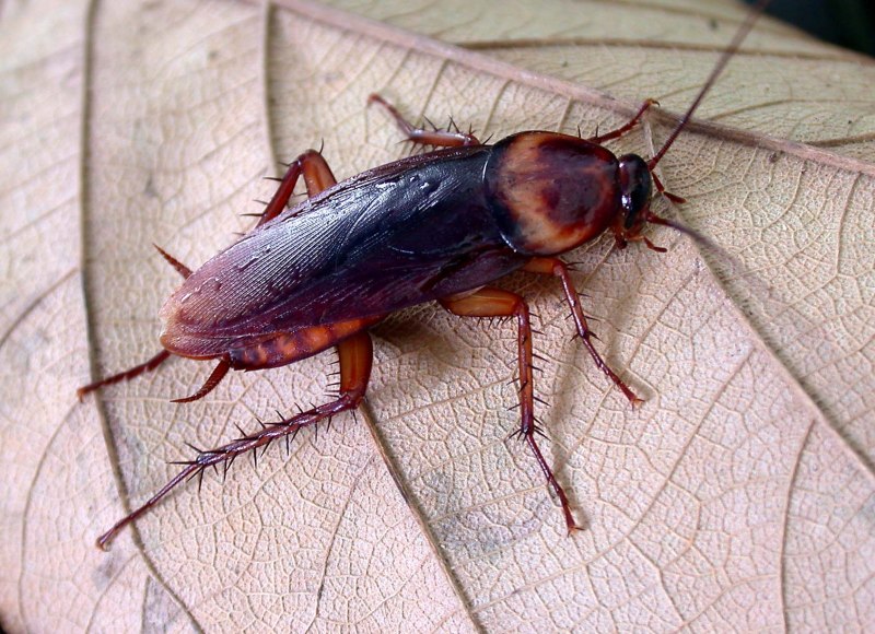 Рыжий таракан Blattella Germanica