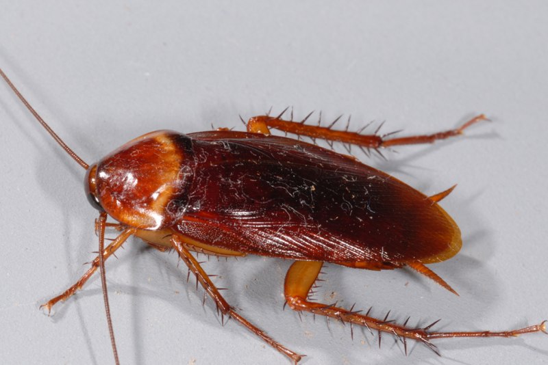Megaloblatta blaberoides
