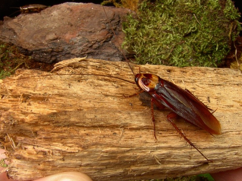 Таракан черный (Blatta orientalis)