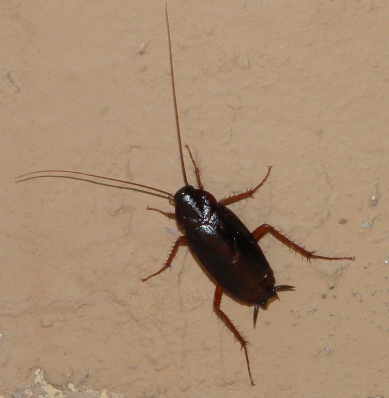Blatta orientalis таракан