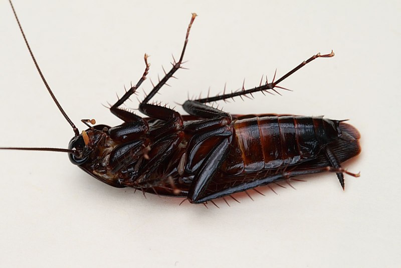 Megaloblatta longipennis