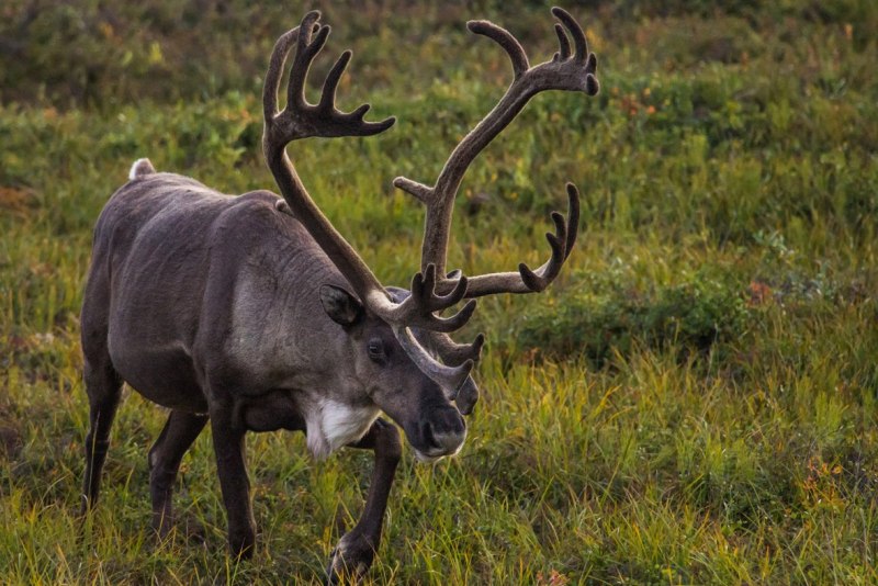 Олень Северный Лесной Сибирский – Rangifer tarandus angustifrons