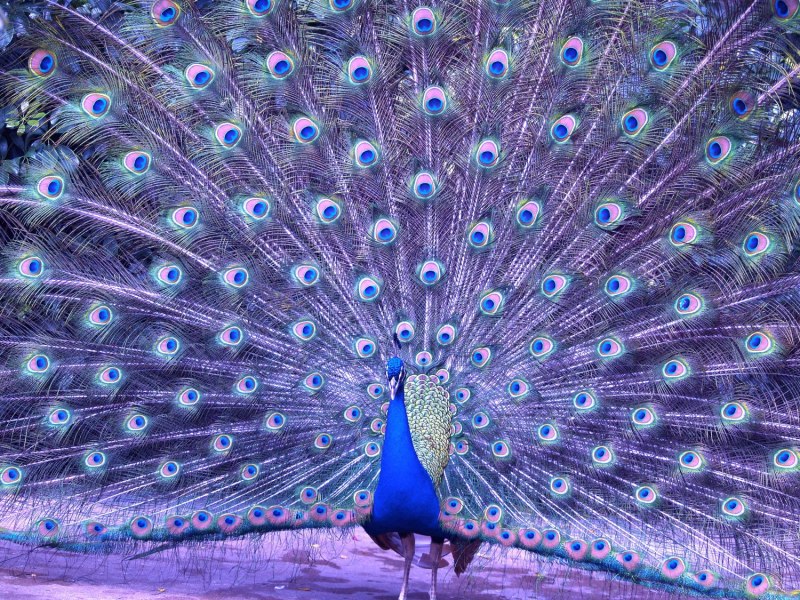 Лавандовый Павлин