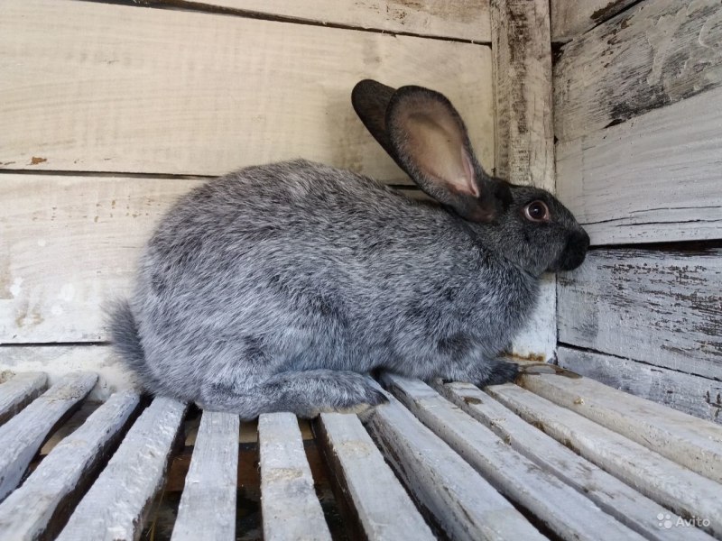 Коричневый Мардер вислоухий кролик