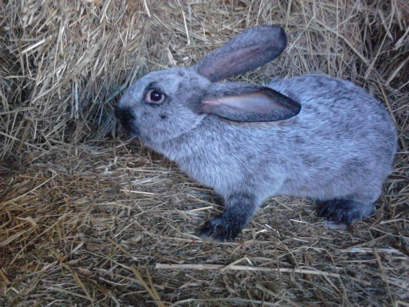 Питомник декоративных кроликов Miniature lop и хотот