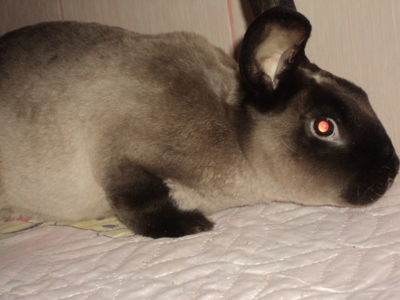 Голландский вислоухий кролик