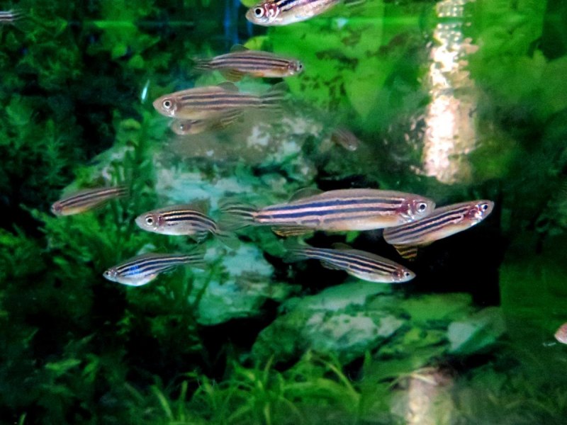 Brachydanio rerio