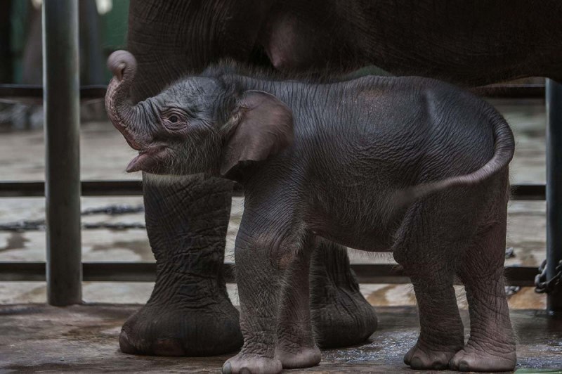 Sumatran Elephant