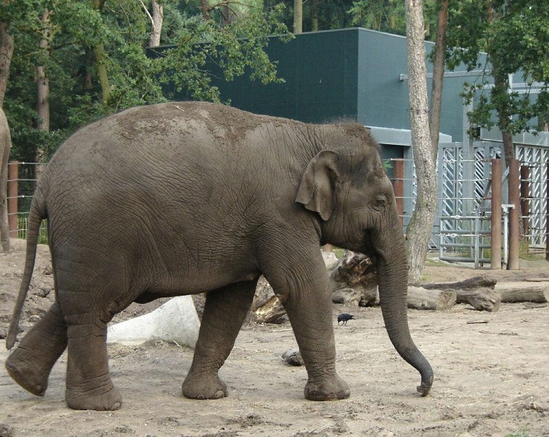 Суматранский слон (74 фото)