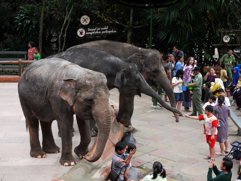 Elephas Maximus indicus