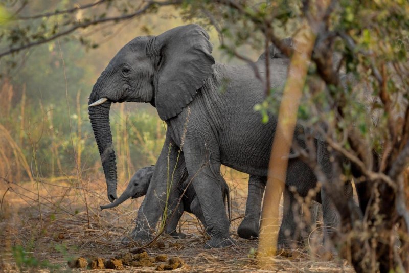 Interesting facts about nature and animals