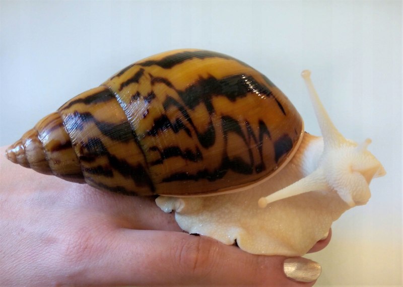 Тигровая улитка (Achatina Achatina)