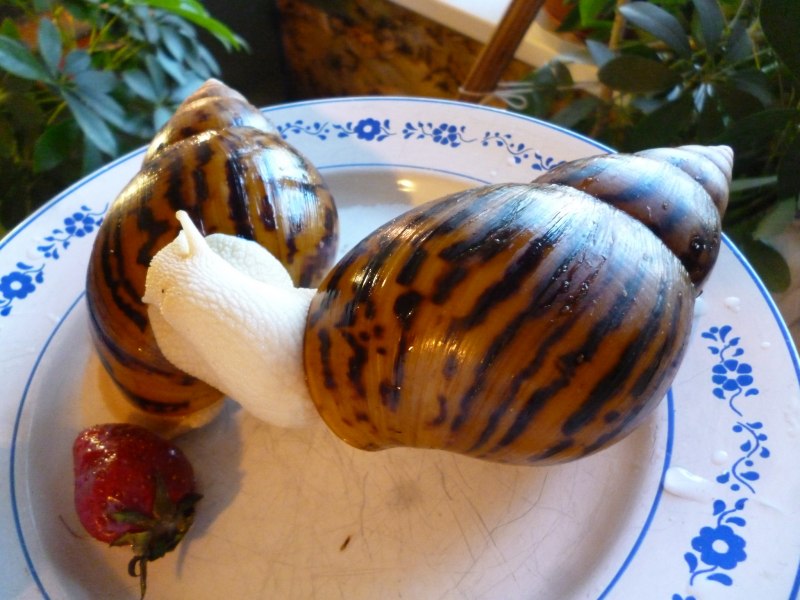 Улитка ахатина тигр