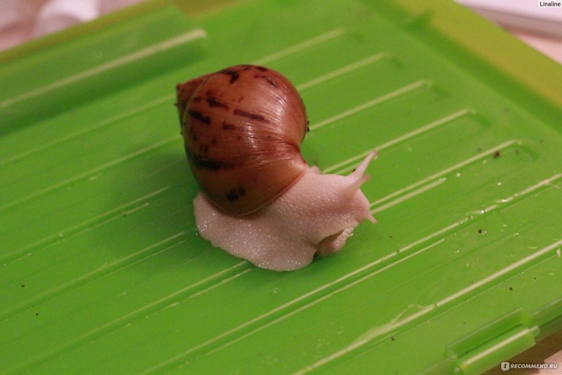 Тигровая улитка (Achatina Achatina)