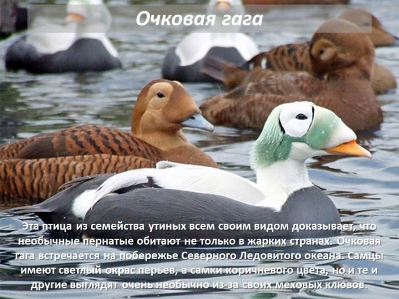 Очковая Гага
