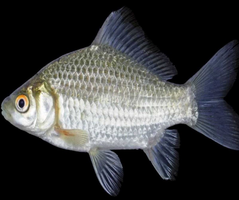 Carassius auratus серебряный карась