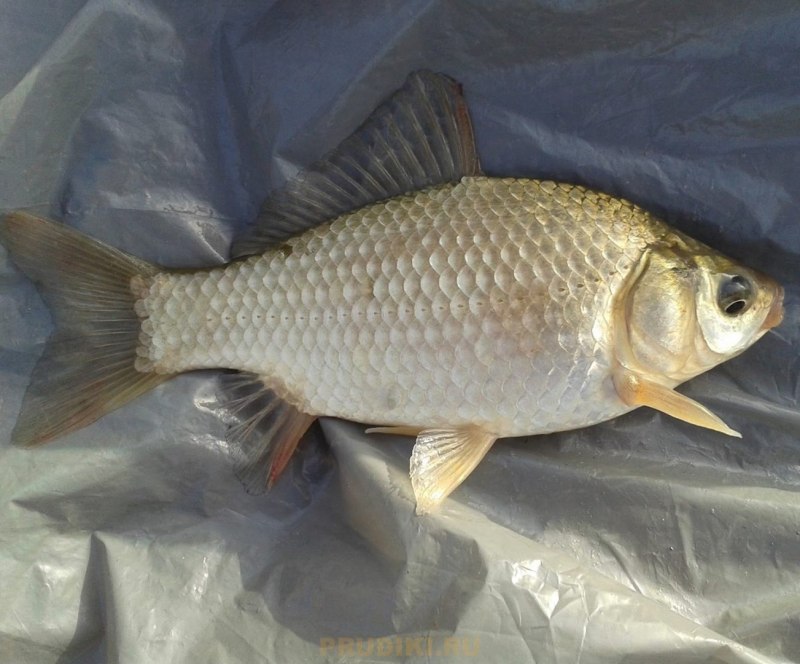 Carassius auratus серебряный карась