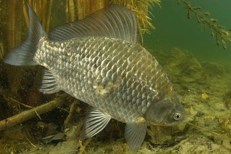 Карась золотой Carassius Carassius
